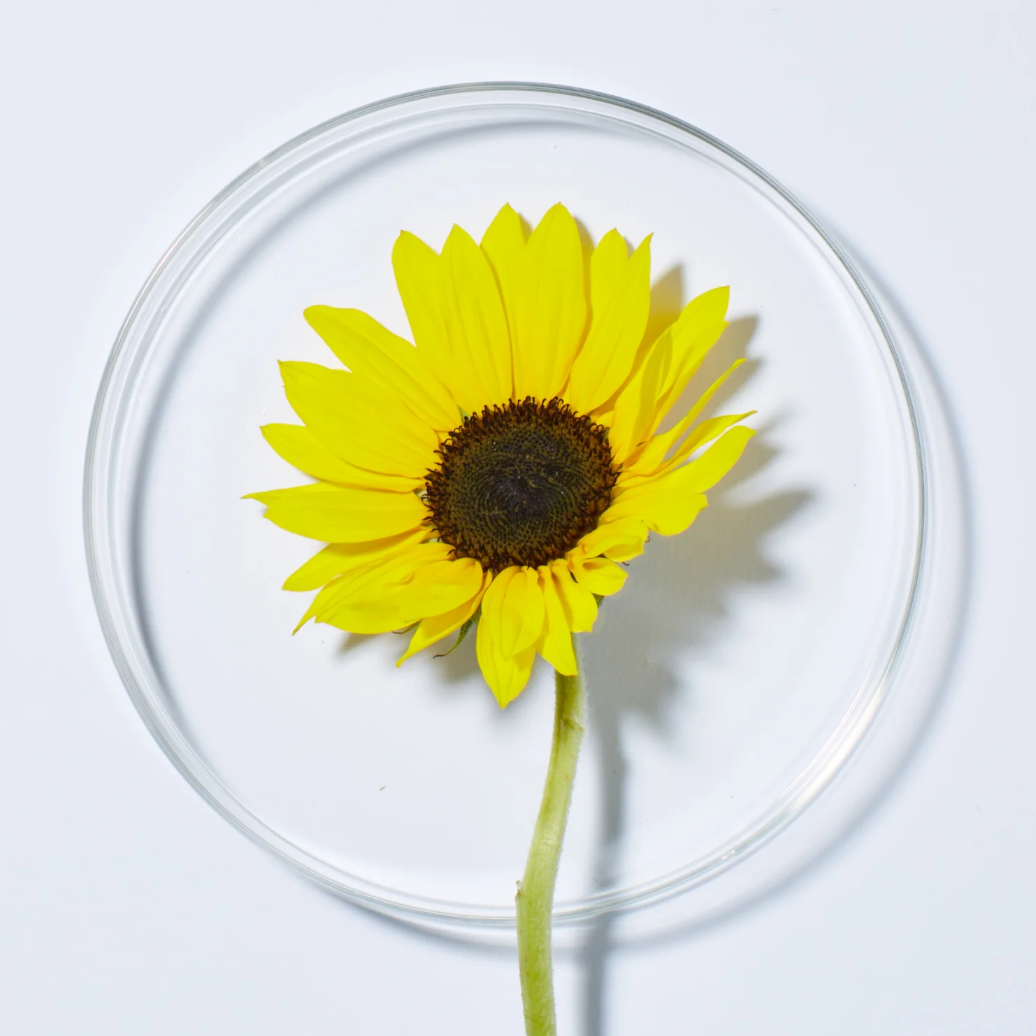 Citrus Sunflower Uplifting Body Lotion - Image 3